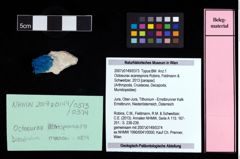 NHMW-GEO-2007z0149-0373_Ol_02.tifOctoeurax acaresprora (Robins, Feldmann & Schweitzer, 2013)  (NHMW-GEO-2007z0149-0373)